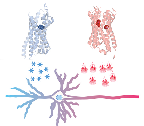 illustration of the effect of DREADD (Designer Receptors Activated Exclusively by Designer Drugs) bidirectional remote control of a neuron in a mouse brain circuit