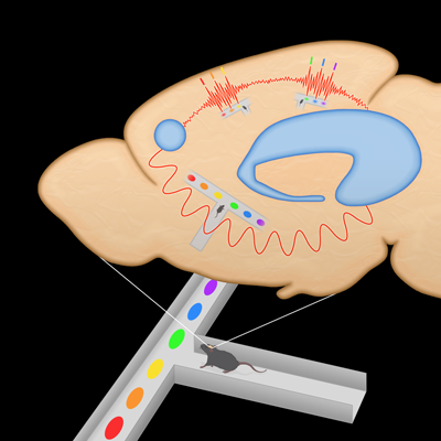 Brain circuitry and decision making for rats