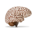 Side view of large model of human brain