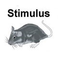 chart illustration of mouse and stimulus