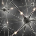 Kavli lighted neurons 
