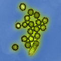 H1N1 influenza virus particles