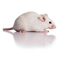 photo of a white mouse against a white background