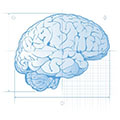 line drawing illustration of human brain